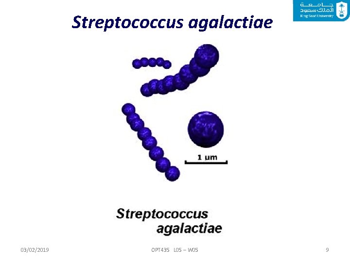 Streptococcus agalactiae 03/02/2019 OPT 435 L 05 – W 05 9 