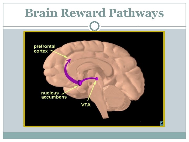 Brain Reward Pathways 
