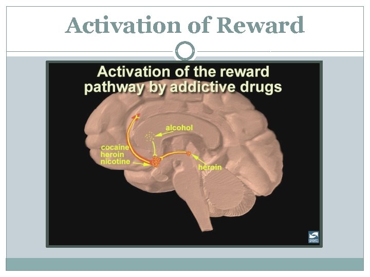 Activation of Reward 