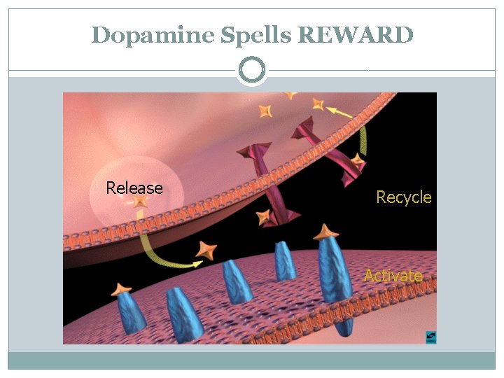 Dopamine Spells REWARD Release Recycle Activate 