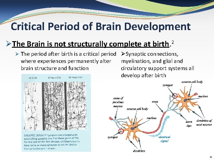 Critical Period of Brain Development ØThe Brain is not structurally complete at birth. 2