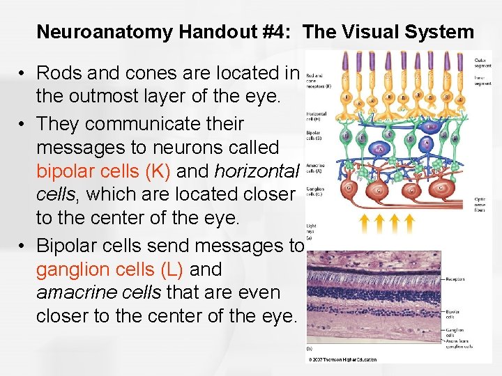 Neuroanatomy Handout #4: The Visual System • Rods and cones are located in the