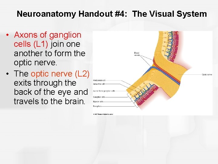 Neuroanatomy Handout #4: The Visual System • Axons of ganglion cells (L 1) join