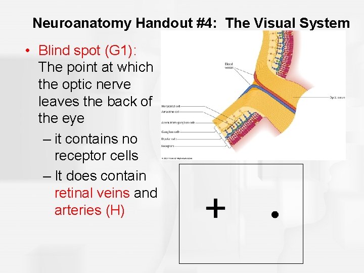Neuroanatomy Handout #4: The Visual System • Blind spot (G 1): The point at