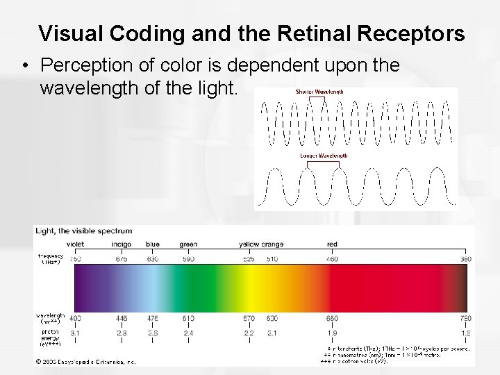 Visual Coding and the Retinal Receptors • Perception of color is dependent upon the