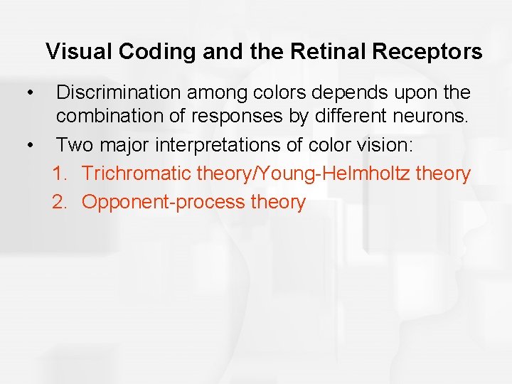 Visual Coding and the Retinal Receptors • Discrimination among colors depends upon the combination