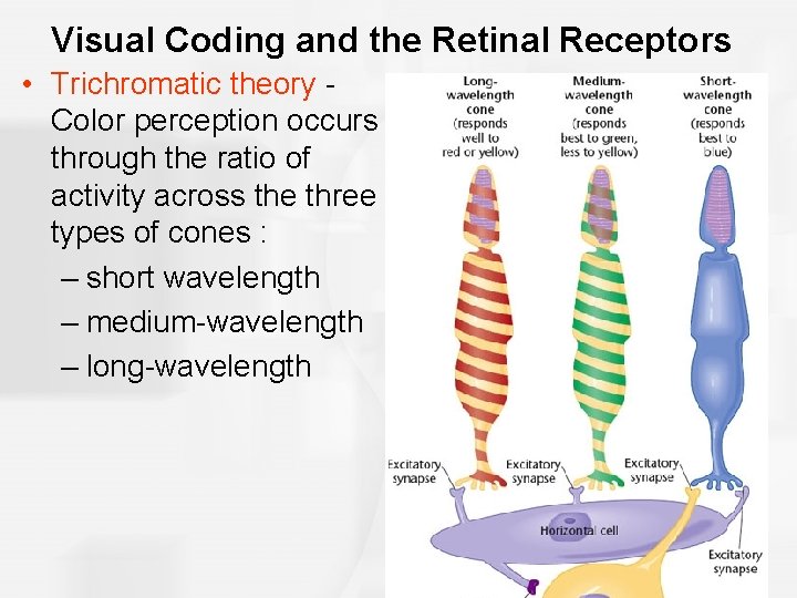 Visual Coding and the Retinal Receptors • Trichromatic theory Color perception occurs through the