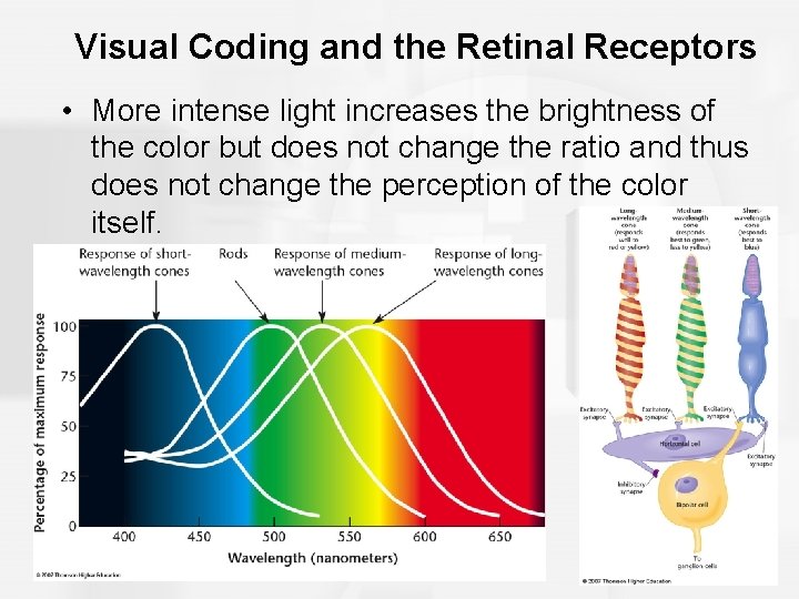 Visual Coding and the Retinal Receptors • More intense light increases the brightness of