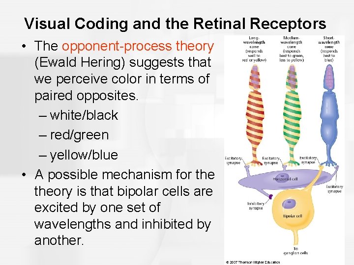 Visual Coding and the Retinal Receptors • The opponent-process theory (Ewald Hering) suggests that
