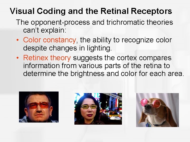 Visual Coding and the Retinal Receptors The opponent-process and trichromatic theories can’t explain: •