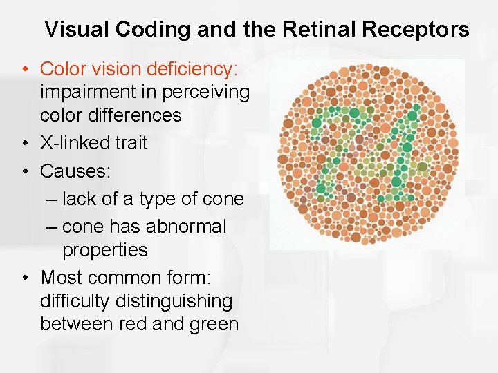 Visual Coding and the Retinal Receptors • Color vision deficiency: impairment in perceiving color