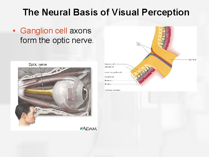 The Neural Basis of Visual Perception • Ganglion cell axons form the optic nerve.