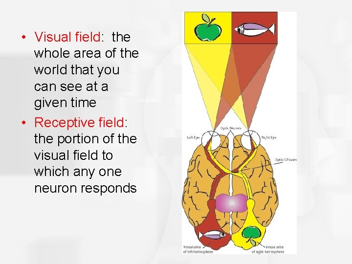  • Visual field: the whole area of the world that you can see