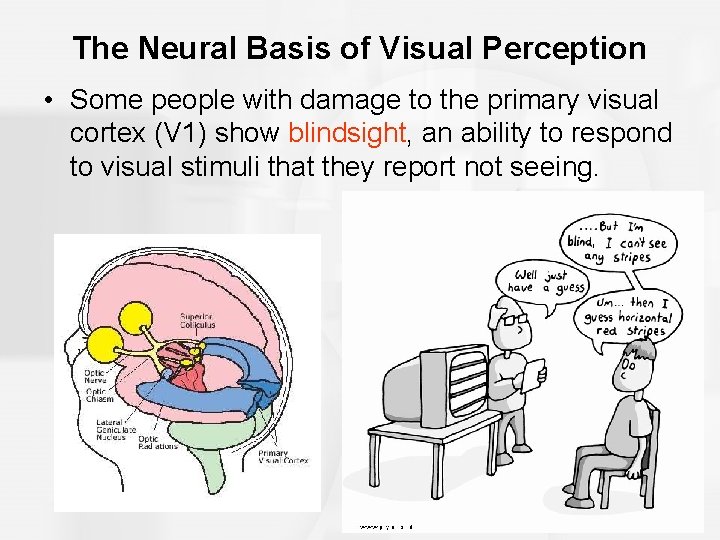 The Neural Basis of Visual Perception • Some people with damage to the primary
