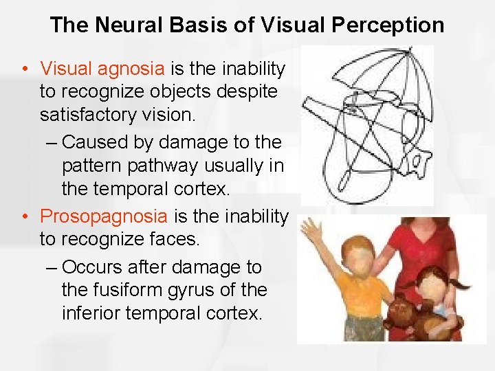 The Neural Basis of Visual Perception • Visual agnosia is the inability to recognize