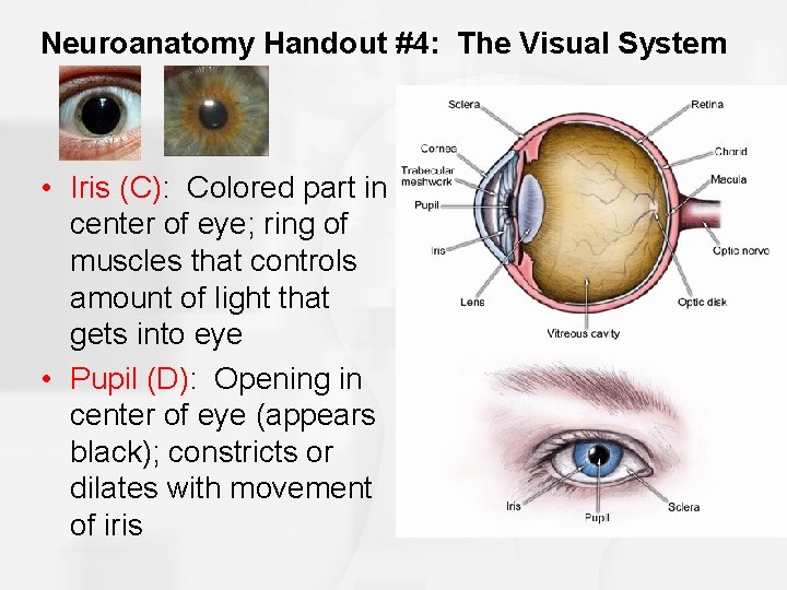 Neuroanatomy Handout #4: The Visual System • Iris (C): Colored part in center of