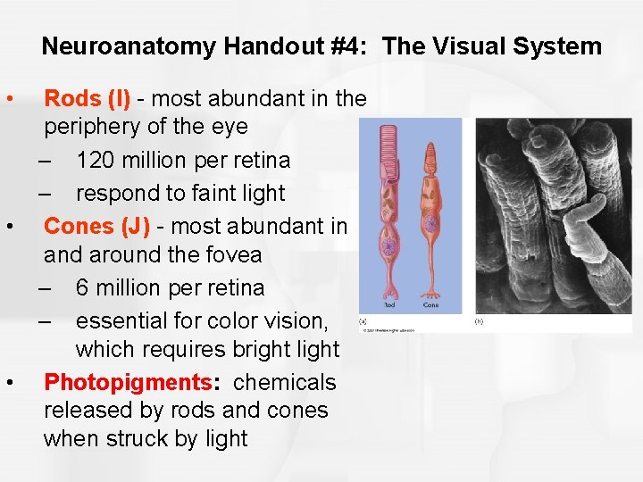 Neuroanatomy Handout #4: The Visual System • • • Rods (I) - most abundant