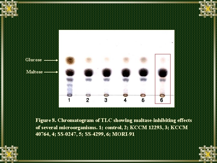 Glucose Maltose 1 2 3 4 5 6 Figure 8. Chromatogram of TLC showing