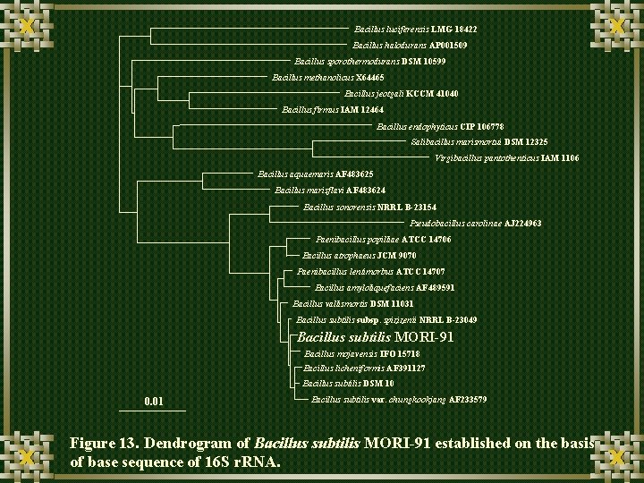 Bacillus luciferensis LMG 18422 Bacillus halodurans AP 001509 Bacillus sporothermodurans DSM 10599 Bacillus methanolicus