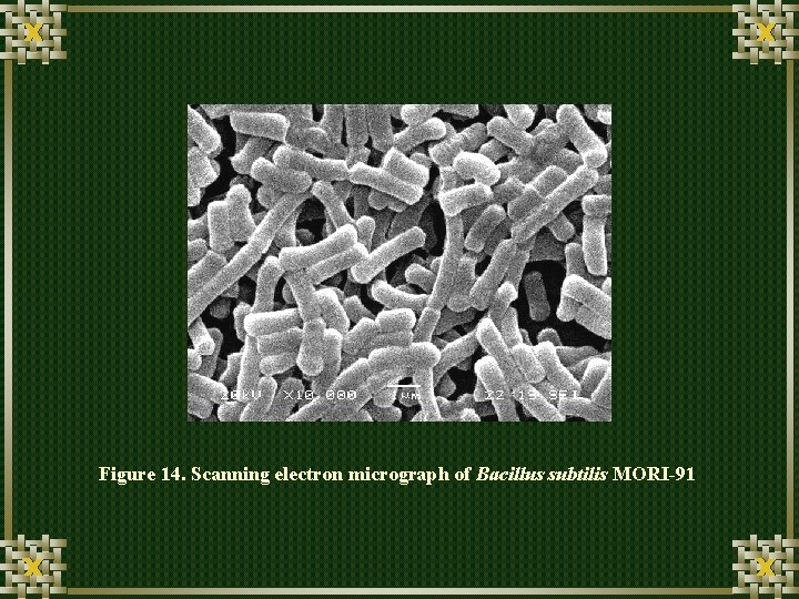 Figure 14. Scanning electron micrograph of Bacillus subtilis MORI-91 
