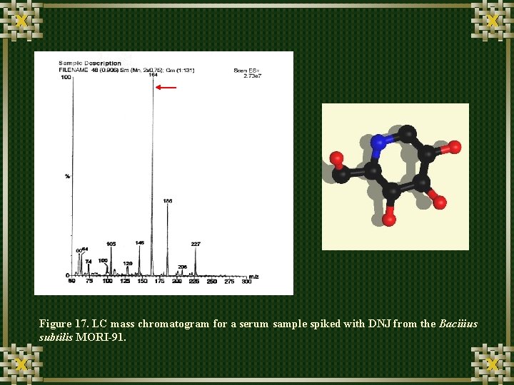 Figure 17. LC mass chromatogram for a serum sample spiked with DNJ from the