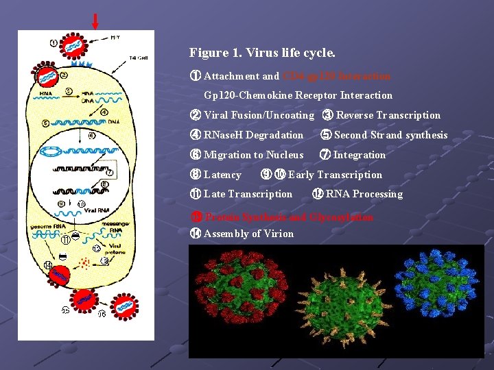 Figure 1. Virus life cycle. ① Attachment and CD 4 -gp 120 Interaction Gp