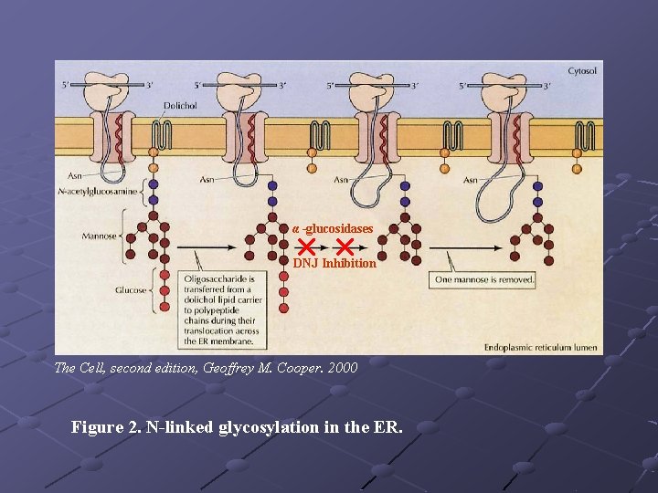α -glucosidases DNJ Inhibition The Cell, second edition, Geoffrey M. Cooper. 2000 Figure 2.