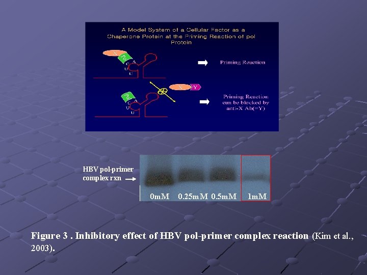 HBV pol-primer complex rxn 0 m. M 0. 25 m. M 0. 5 m.