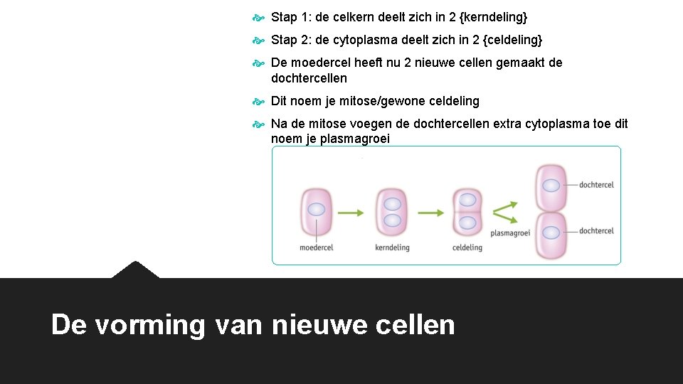  Stap 1: de celkern deelt zich in 2 {kerndeling} Stap 2: de cytoplasma