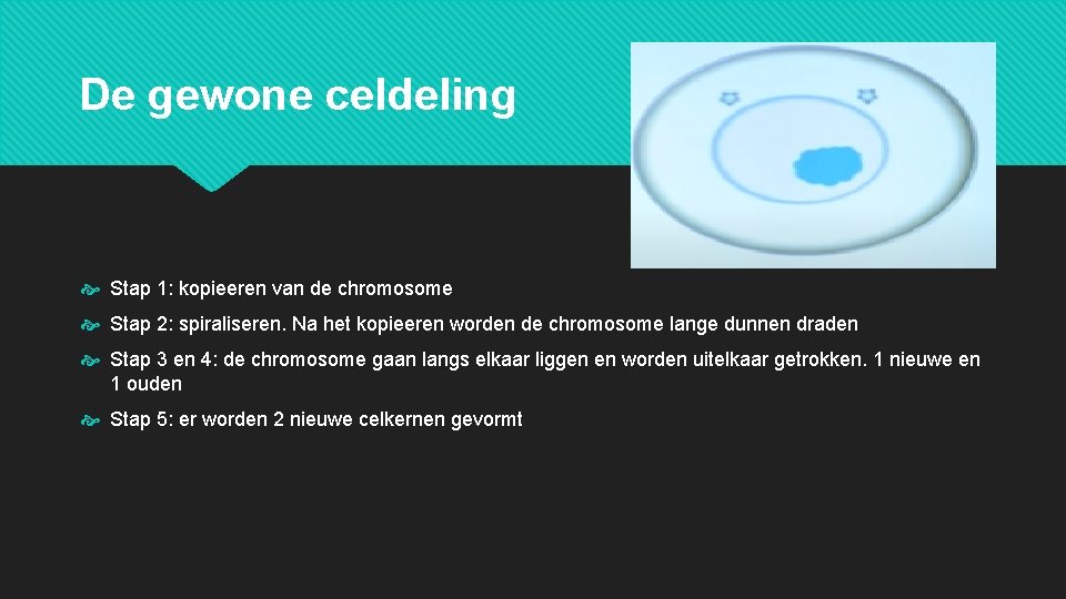 De gewone celdeling Stap 1: kopieeren van de chromosome Stap 2: spiraliseren. Na het