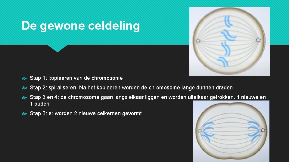 De gewone celdeling Stap 1: kopieeren van de chromosome Stap 2: spiraliseren. Na het