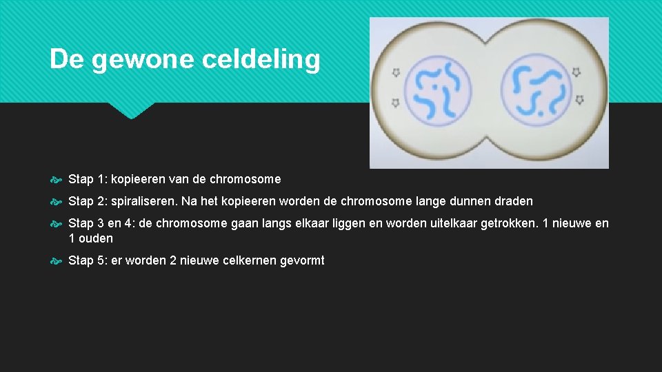 De gewone celdeling Stap 1: kopieeren van de chromosome Stap 2: spiraliseren. Na het