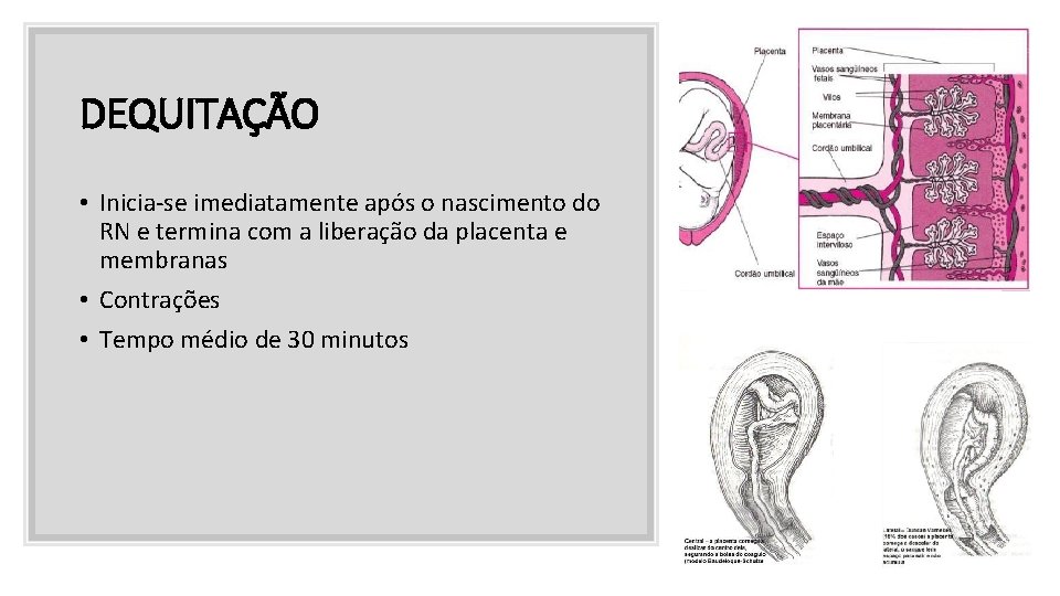 DEQUITAÇÃO • Inicia-se imediatamente após o nascimento do RN e termina com a liberação