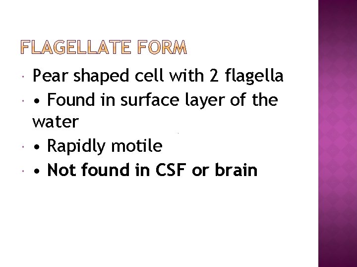 Pear shaped cell with 2 flagella • Found in surface layer of the
