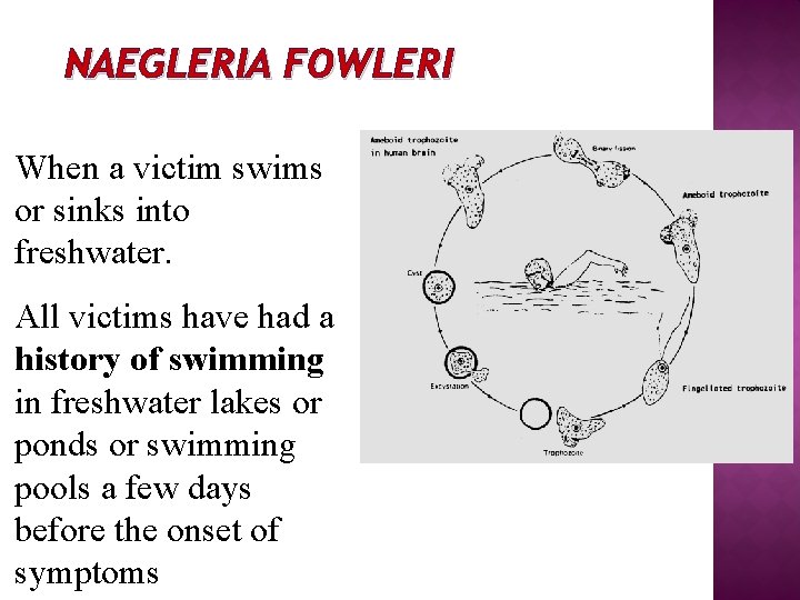 NAEGLERIA FOWLERI When a victim swims or sinks into freshwater. All victims have had