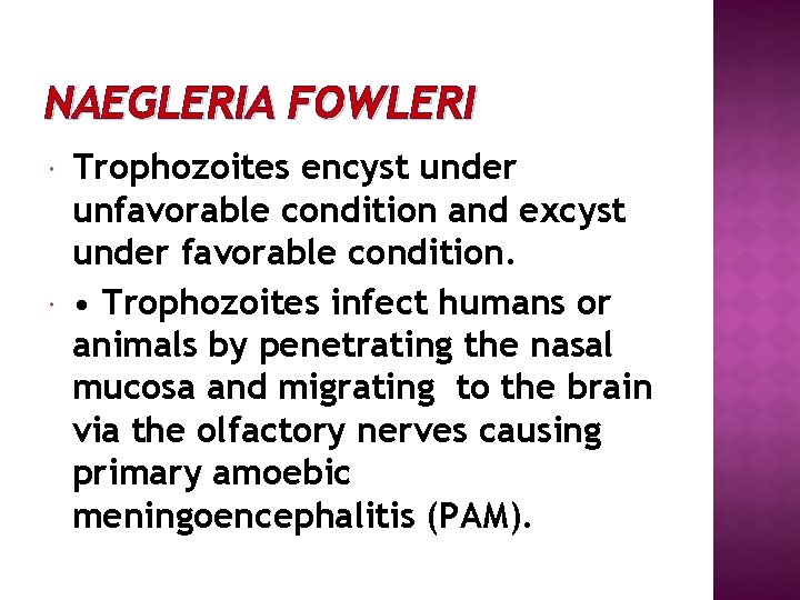 NAEGLERIA FOWLERI Trophozoites encyst under unfavorable condition and excyst under favorable condition. • Trophozoites