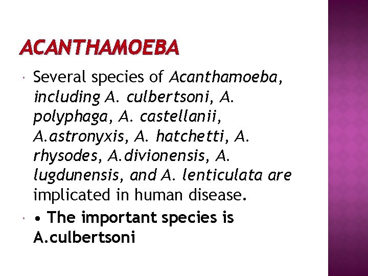 ACANTHAMOEBA Several species of Acanthamoeba, including A. culbertsoni, A. polyphaga, A. castellanii, A. astronyxis,