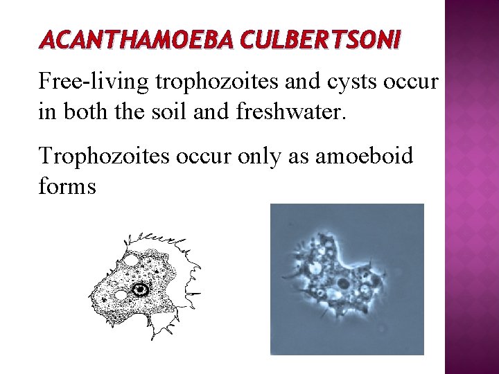 ACANTHAMOEBA CULBERTSONI Free-living trophozoites and cysts occur in both the soil and freshwater. Trophozoites