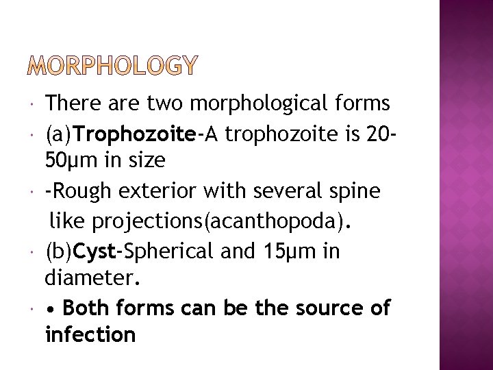  There are two morphological forms (a)Trophozoite-A trophozoite is 2050μm in size -Rough exterior