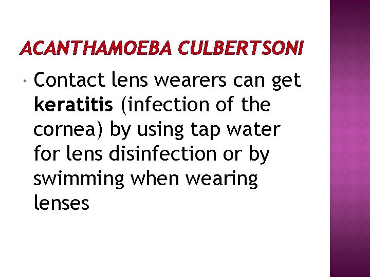 ACANTHAMOEBA CULBERTSONI Contact lens wearers can get keratitis (infection of the cornea) by using