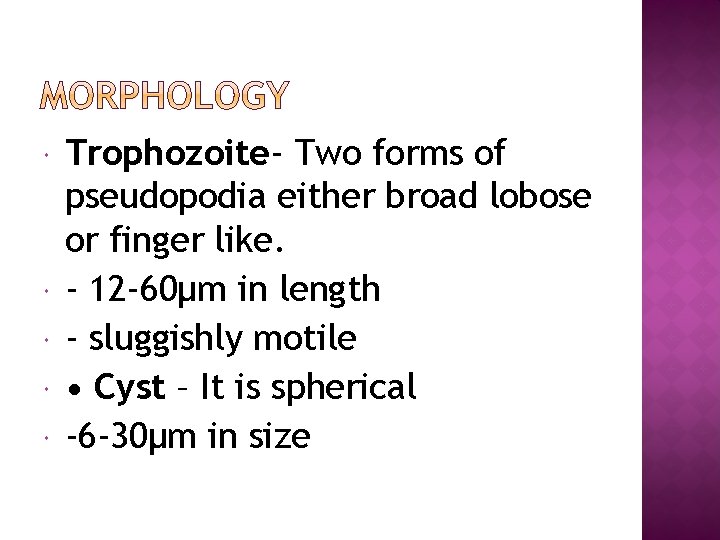  Trophozoite- Two forms of pseudopodia either broad lobose or finger like. - 12