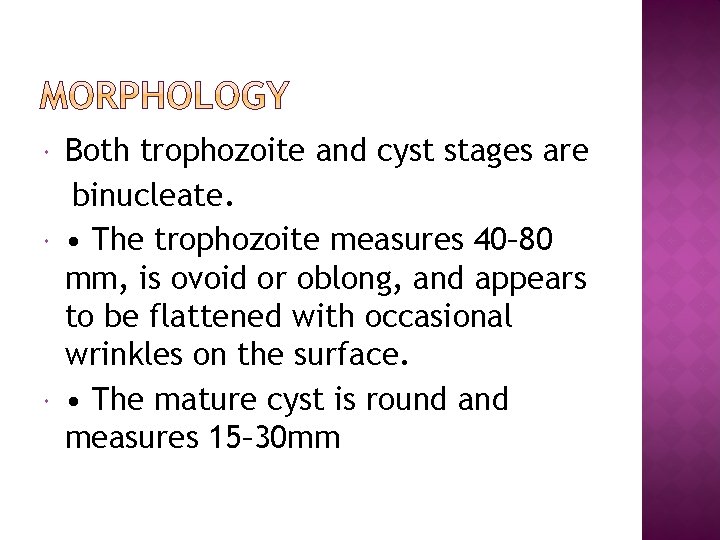  Both trophozoite and cyst stages are binucleate. • The trophozoite measures 40– 80