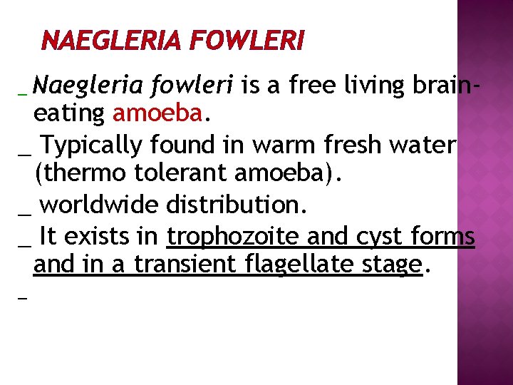 NAEGLERIA FOWLERI Naegleria fowleri is a free living braineating amoeba. _ Typically found in