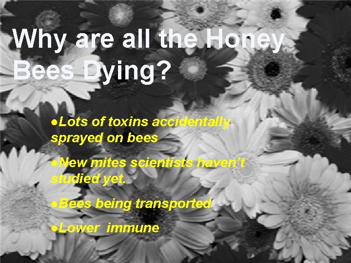 Why are all the Honey Bees Dying? ●Lots of toxins accidentally sprayed on bees