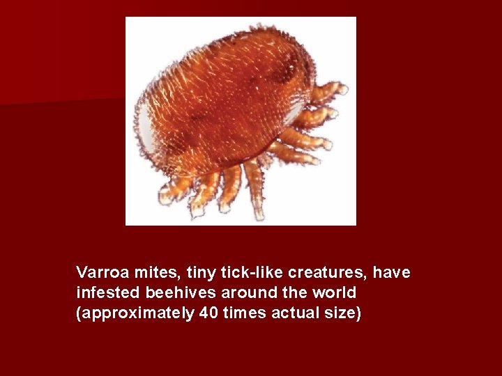 Varroa mites, tiny tick-like creatures, have infested beehives around the world (approximately 40 times