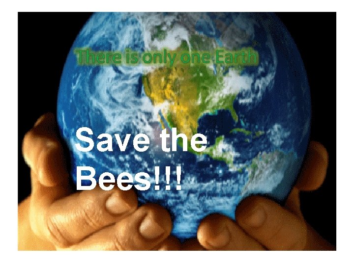 Save the Bees!!! 