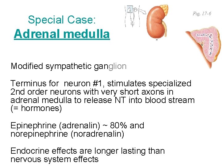Special Case: Fig. 17 -6 Adrenal medulla Modified sympathetic ganglion Terminus for neuron #1,