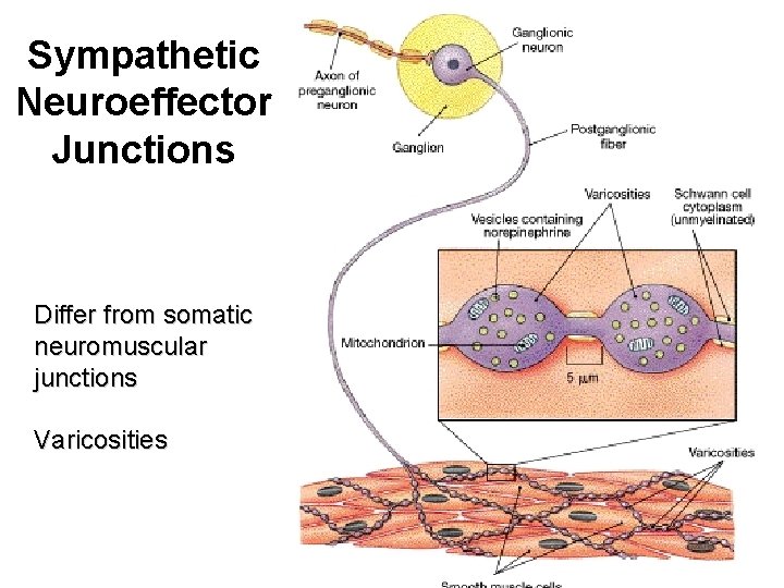 Sympathetic Neuroeffector Junctions Differ from somatic neuromuscular junctions Varicosities 