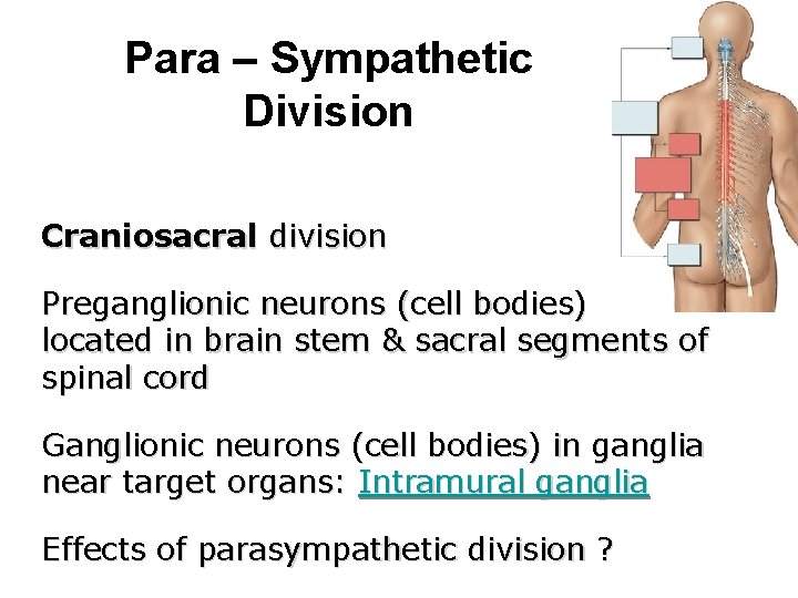 Para – Sympathetic Division Craniosacral division Preganglionic neurons (cell bodies) located in brain stem