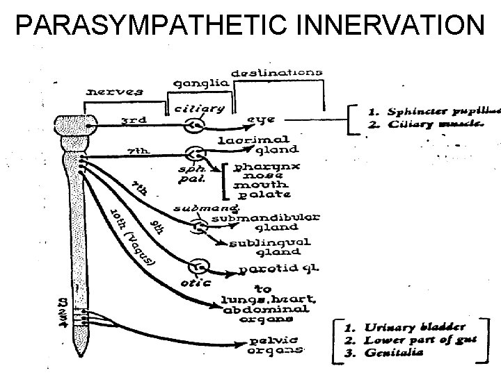 PARASYMPATHETIC INNERVATION 